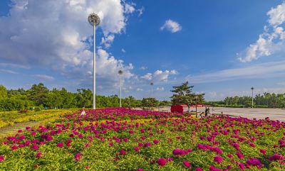 市政府广场花盛开1