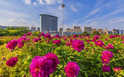 市政府广场花盛开1
