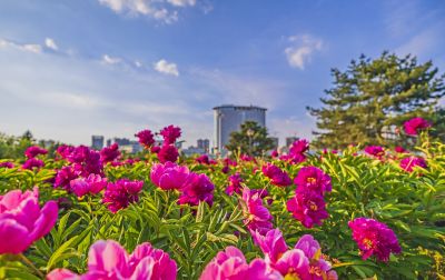 市政府广场花盛开1
