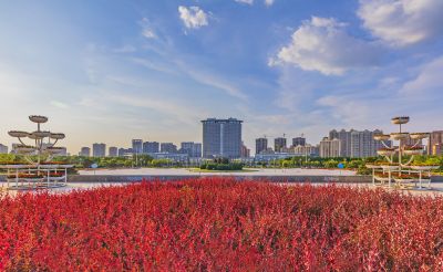市政府广场花盛开