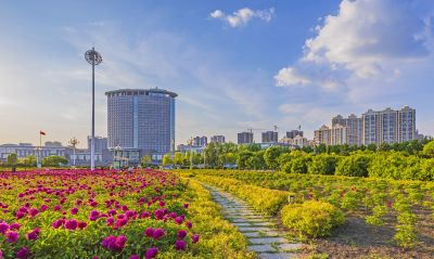 市政府广场花盛开