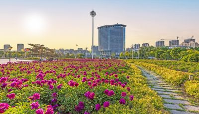 市政府广场花盛开
