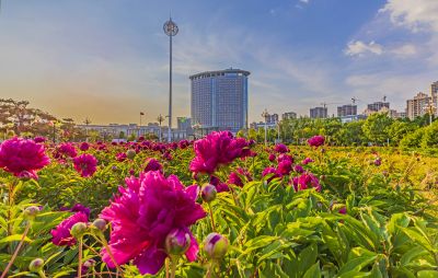 市政府广场花盛开