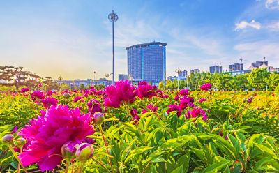 市政府广场花盛开