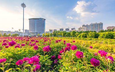 市政府广场花盛开