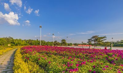 市政府广场花盛开