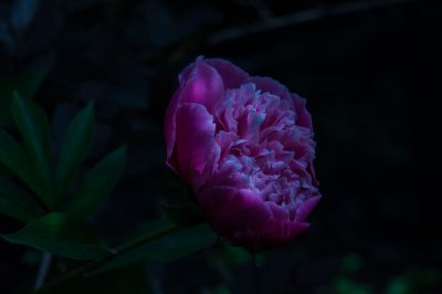 夏日的植物园芍药花