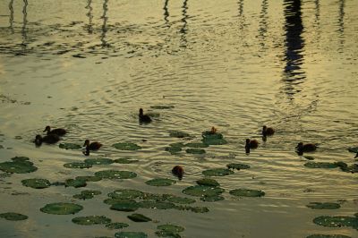 哈尔滨大剧院湿地野鸭子
