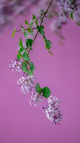 丁香 （二）