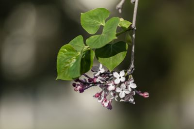 丁香 (三）