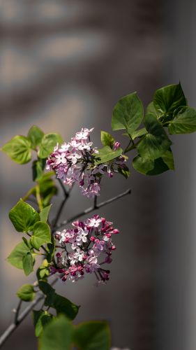 丁香 (三）