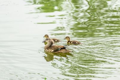 鸳鸯妈妈与孩子们（一）