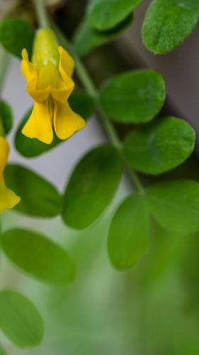 植物园的小花