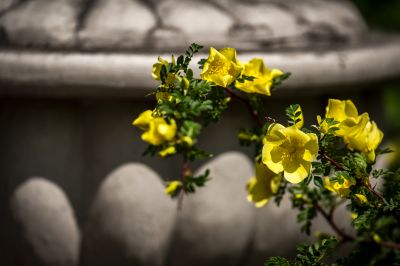植物园的小花
