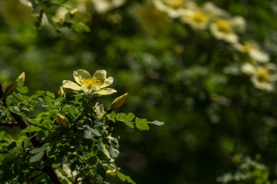 植物园的小花