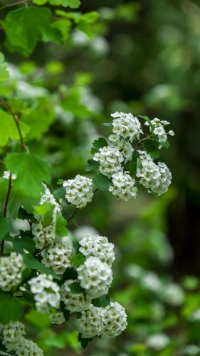 植物园的小花