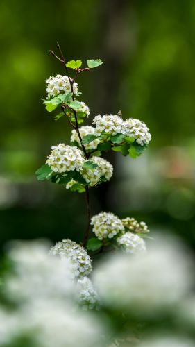 植物园的小花