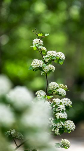 植物园的小花