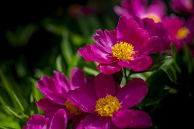 芍药花