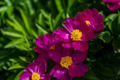 芍药花