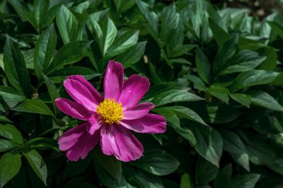 芍药花