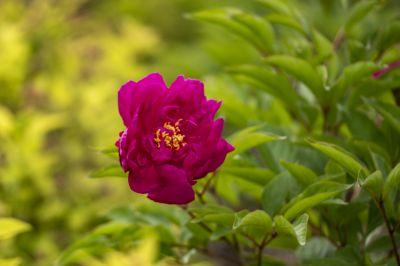 芍药花