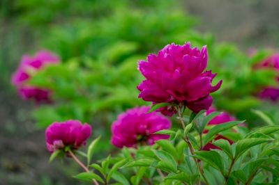 芍药花