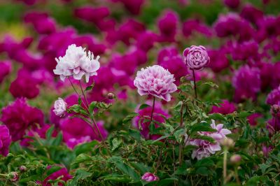 芍药花