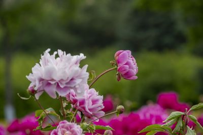 芍药花