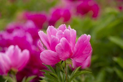 芍药花
