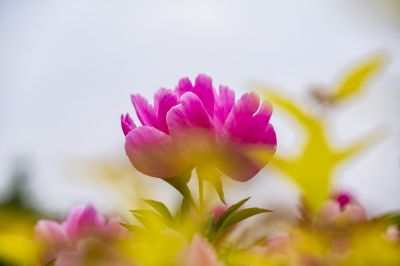 芍药花