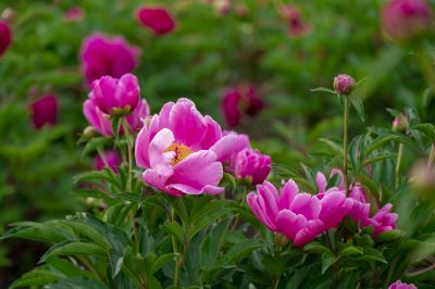芍药花