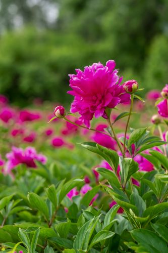 芍药花