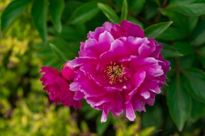 芍药花