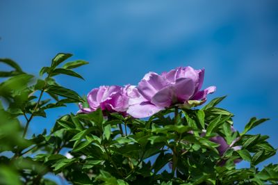 芍药花