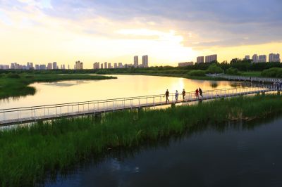 湿地风光