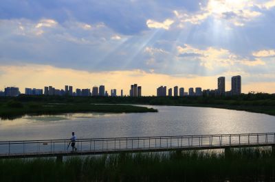 湿地风光