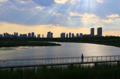 湿地风光