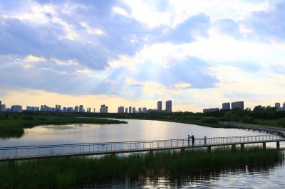 湿地风光