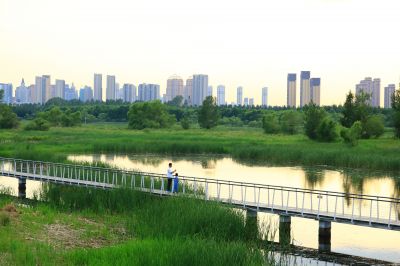 湿地风光