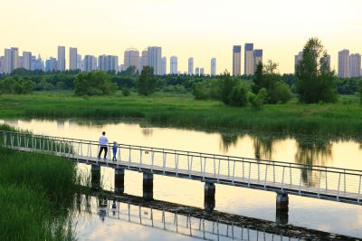 湿地风光