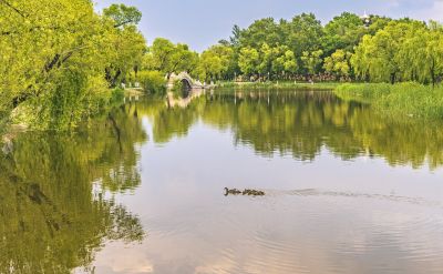 太阳岛风光