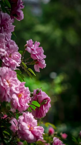 七姊妹花开