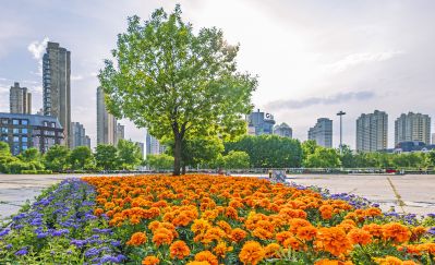 初夏的金河公园