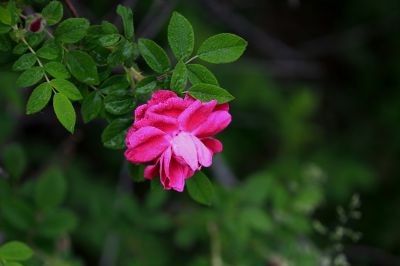 野玫瑰