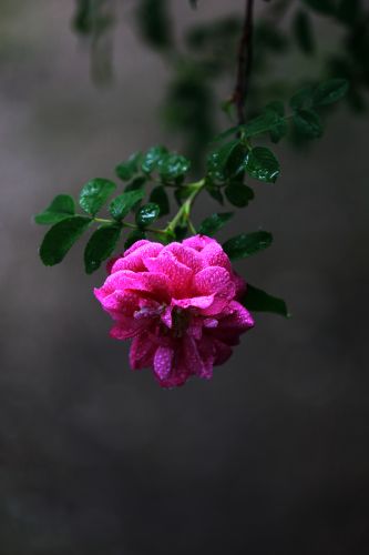 野玫瑰