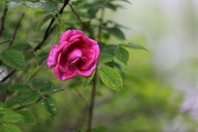 野玫瑰