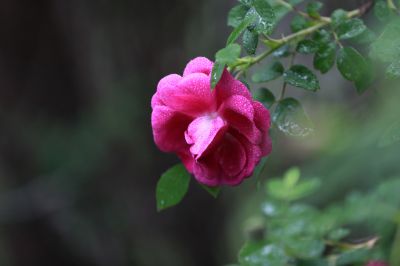 野玫瑰