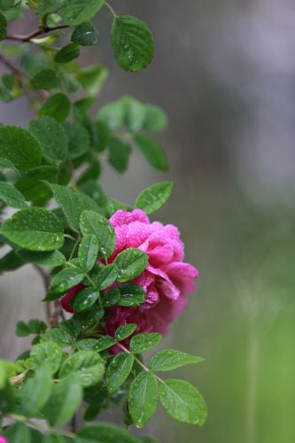 野玫瑰