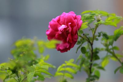 野玫瑰